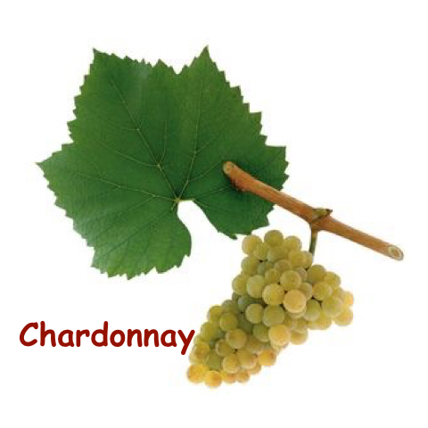 chardonnay_%e5%ad%97