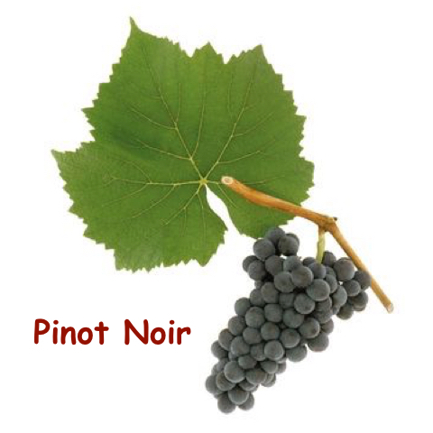 pinot-noir_%e5%ad%97