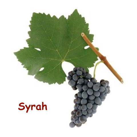 syrah_%e5%ad%97